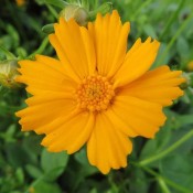 Coreopsis (4)